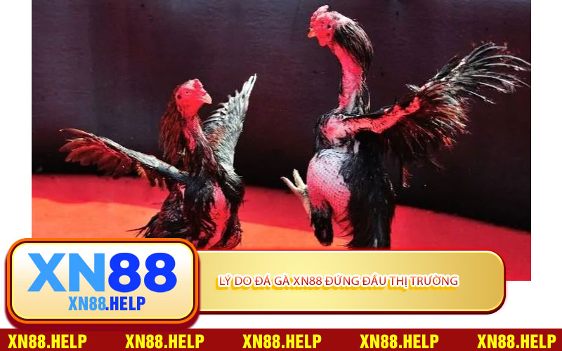 Lý Do Đá Gà XN88 Đứng Đầu Thị Trường