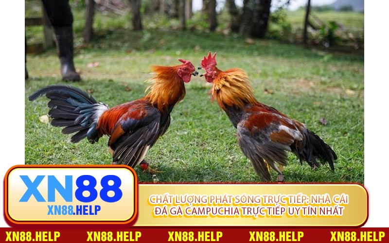 Chất Lượng Phát Sóng Trực Tiếp: Nhà Cái Đá Gà Campuchia Trực Tiếp Uy Tín Nhất