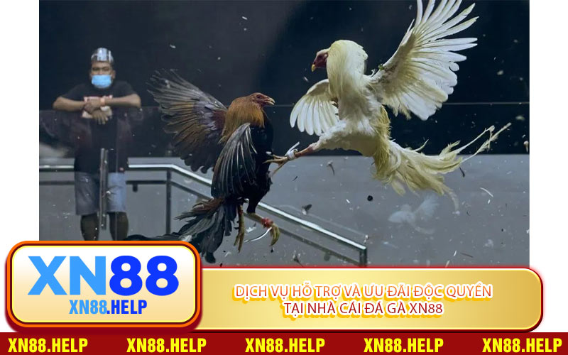 Dịch Vụ Hỗ Trợ Và Ưu Đãi Độc Quyền Tại Nhà Cái Đá Gà XN88
